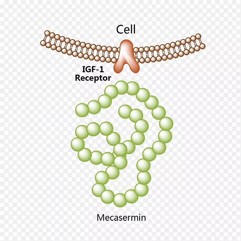 促卵泡激素药物生物相似骨形成蛋白2-叶酸β-重组生长激素