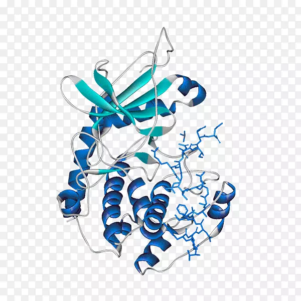 蛋白激酶a h-89糖原