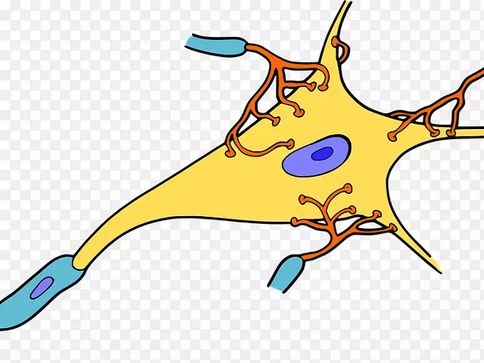 神经元细胞突触神经组织