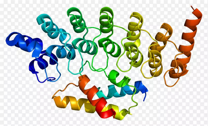 psmc 4蛋白酶体凝集素ATP酶