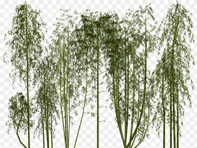 竹子png图片剪辑艺术图片库.xchng-茂密的树木