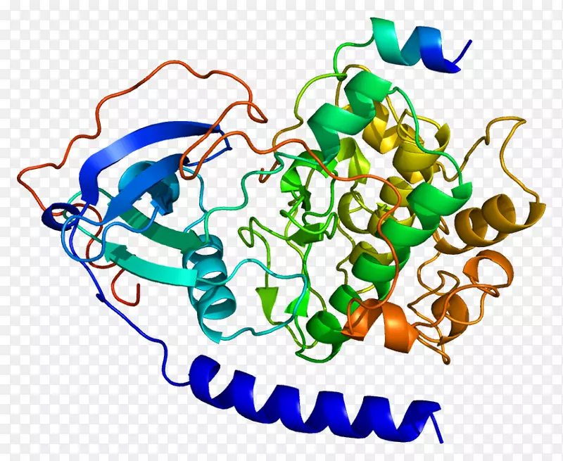 PRKACA蛋白激酶-prkacb蛋白亚基