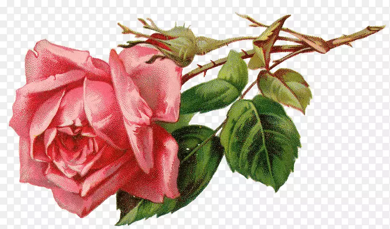 玫瑰粉色剪贴画花朵形象-玫瑰