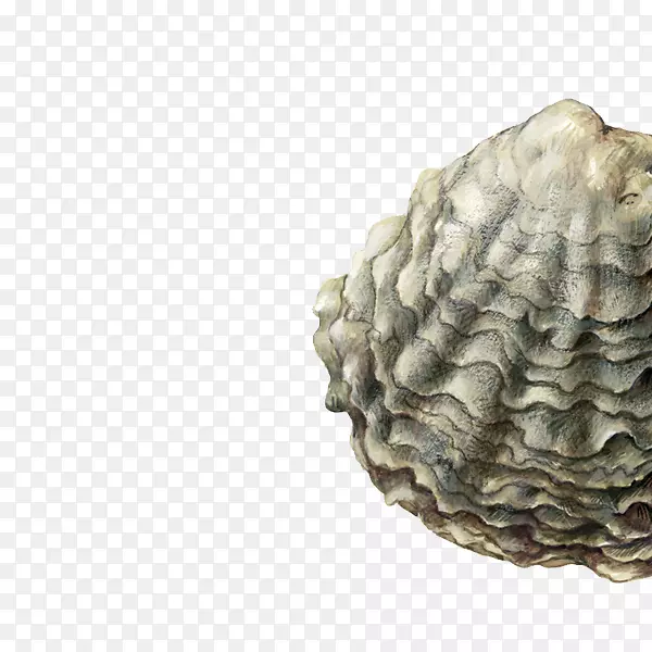 牡蛎海产贝类