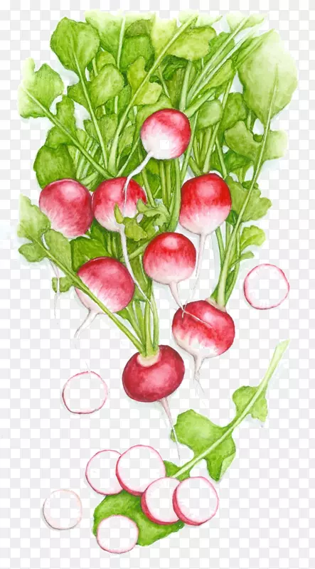 png图片图像绘制蔬菜拉夫哈努斯。青菜