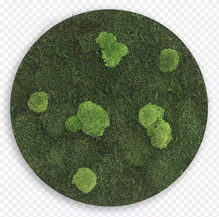 圆球苔藓植物冰岛苔藓圆盘