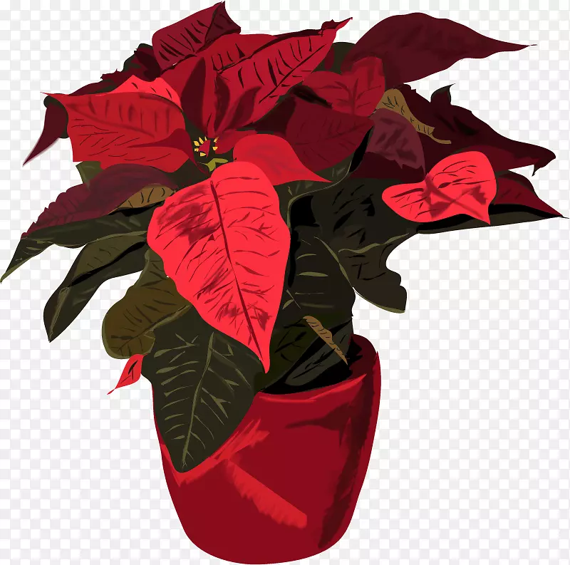 一品红点缀圣诞树植物