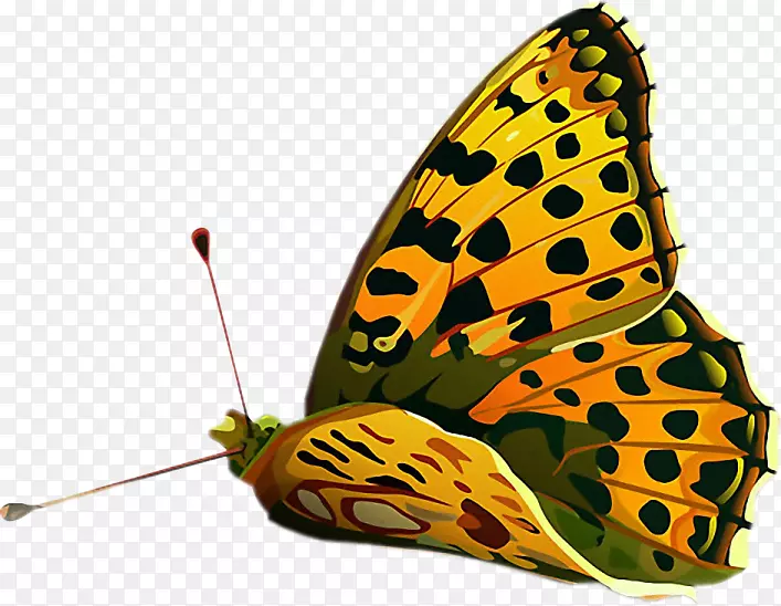 帝王蝴蝶，刷子，蝴蝶，普通虎，长翅膀的蝴蝶，昆虫