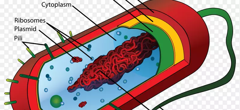 原核生物细胞膜真核细菌