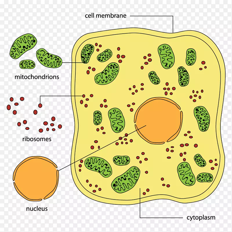 细胞壁生物图动物
