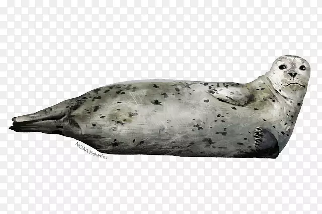 海港海豹和海狮：深情的肖像无耳海豹灰色海豹-海狮