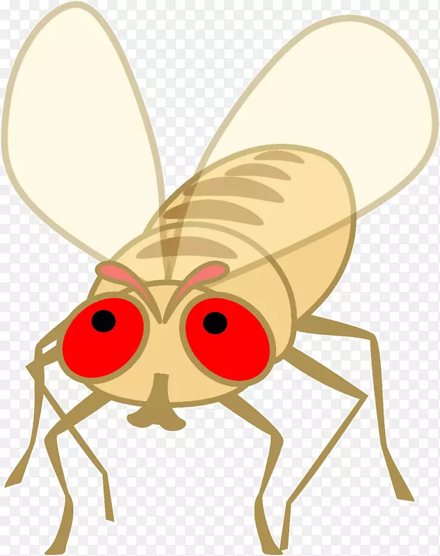 甲虫插图剪贴画产品传粉器-甲虫