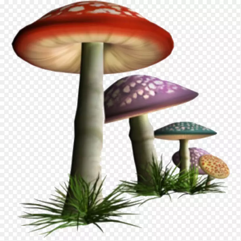 食用菌剪辑艺术普通蘑菇-蘑菇