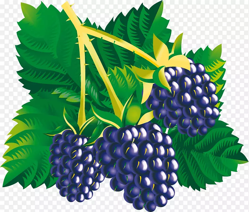 普通葡萄藤图形桑树剪贴画插图-黑莓