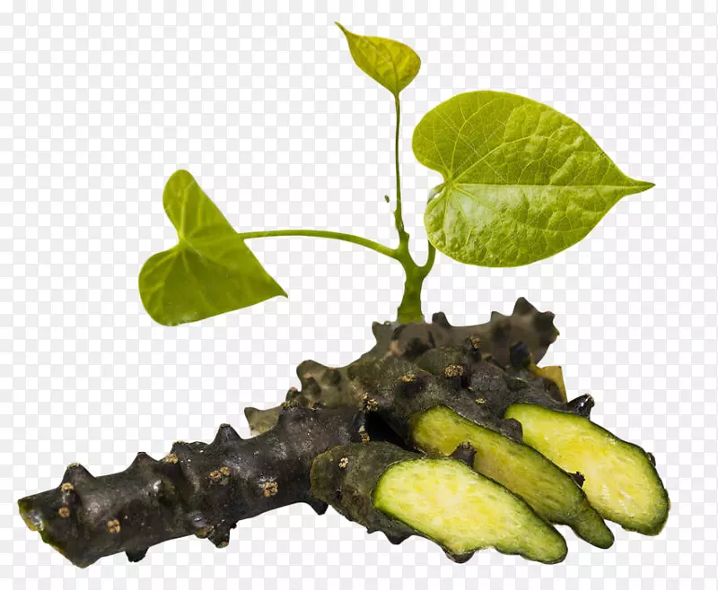 心叶月籽摄影图像插图.小叶天牛(Tinosporaccordifolia)