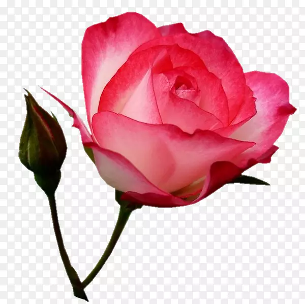 花园玫瑰花图像图形png图片.花卉