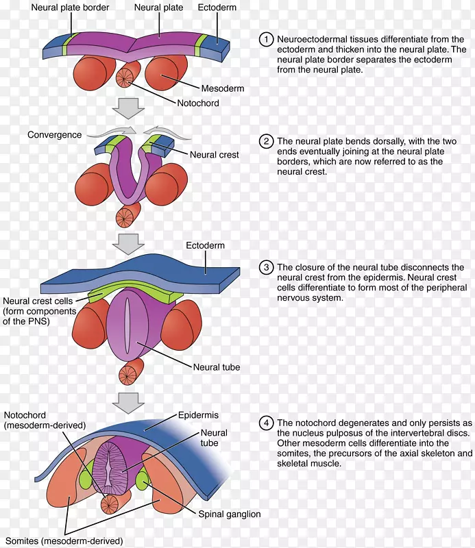 神经管神经嵴外胚层胚胎