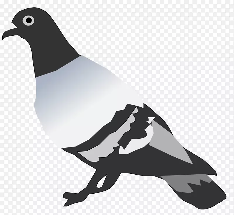 岩鸽和鸽子克兰德尔病虫害控制夹艺术png图片.鸽子