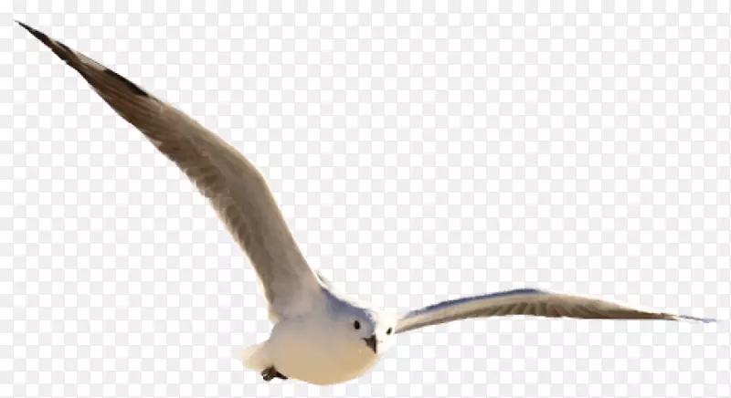 海鸥鸟png图片剪辑艺术鹅鸟