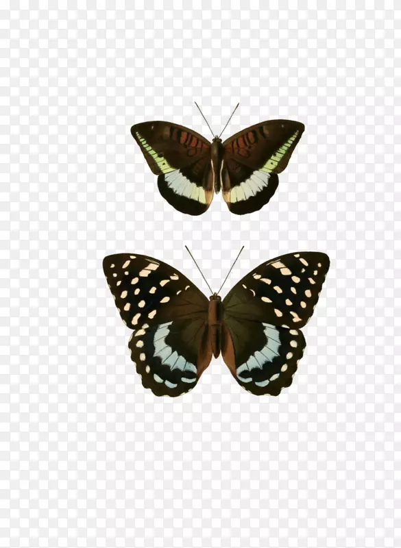 昆虫Tanaecia crphorus lexias airopa Pierae黑尖大公-异国蝴蝶
