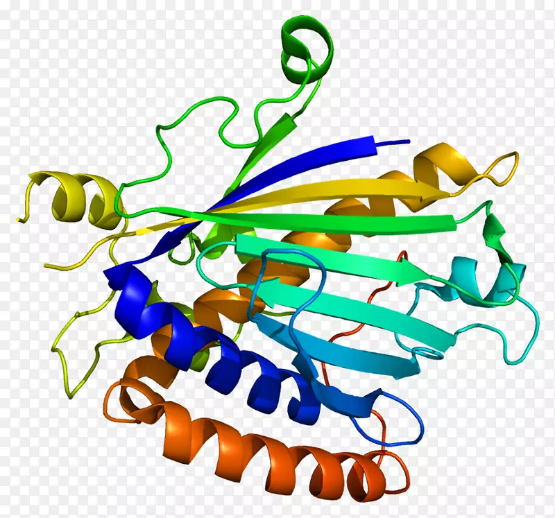 磷脂酰胆碱转移蛋白基因磷脂酰肌醇转移蛋白，β