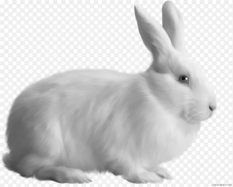 国内兔欧洲兔png图片-兔子