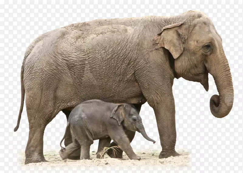非洲灌木象亚洲象画非洲森林象