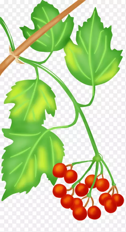 葡萄食品蔬菜水果叶.葡萄叶符号
