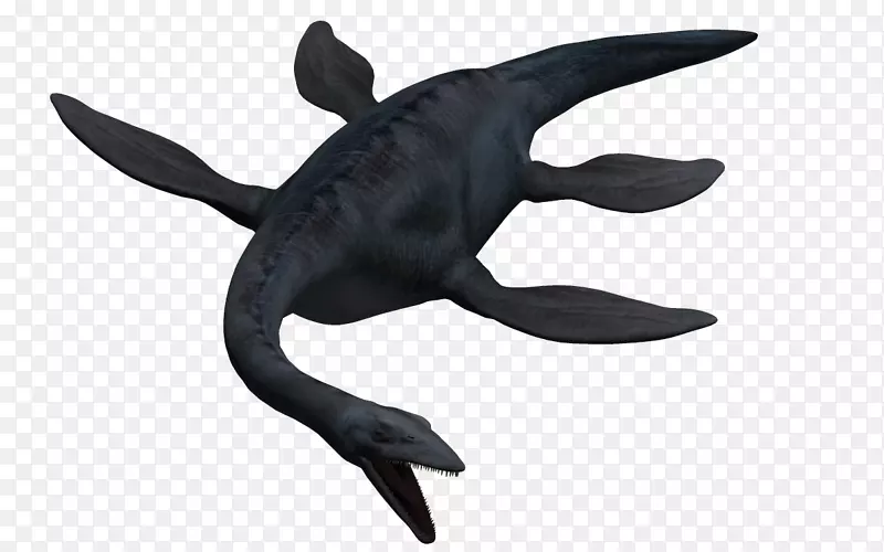 剪贴画海洋虎鲨软骨鱼.弹性龙