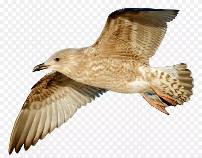 欧洲鲱鱼海鸥形象飞行鸟