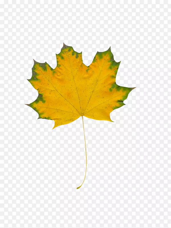 秋天离开png图片枫叶蒂-莫亚尼日诺斯特-新的不和。