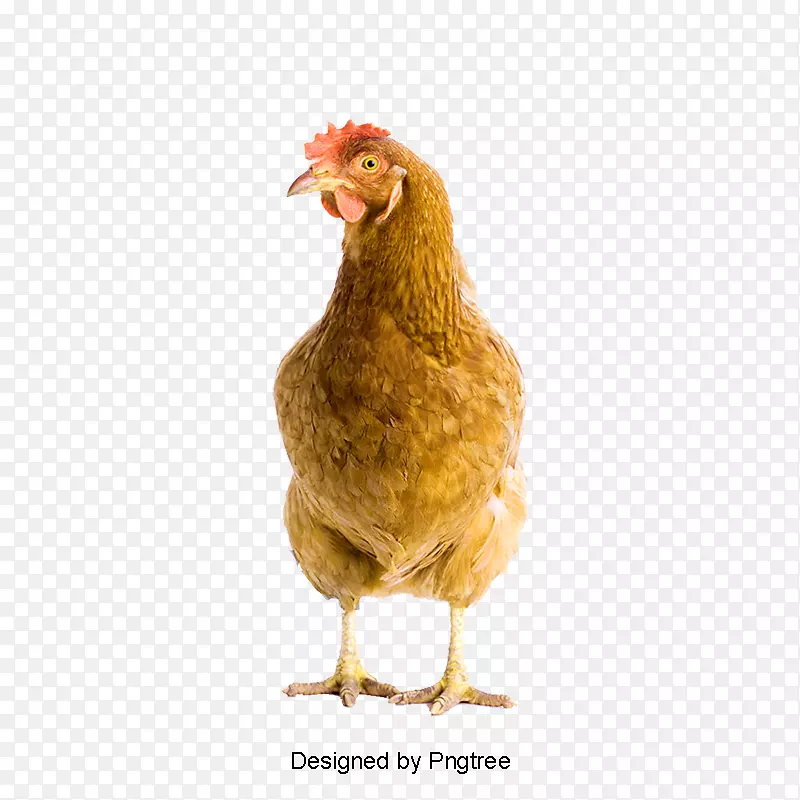 公鸡png图片图像PSD-鸡