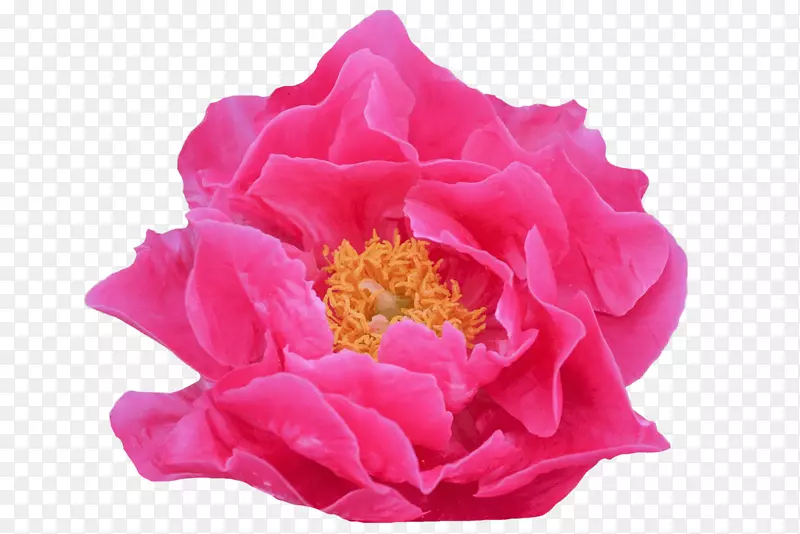 花园玫瑰牡丹花沃尔特斯花园有限公司。-牡丹