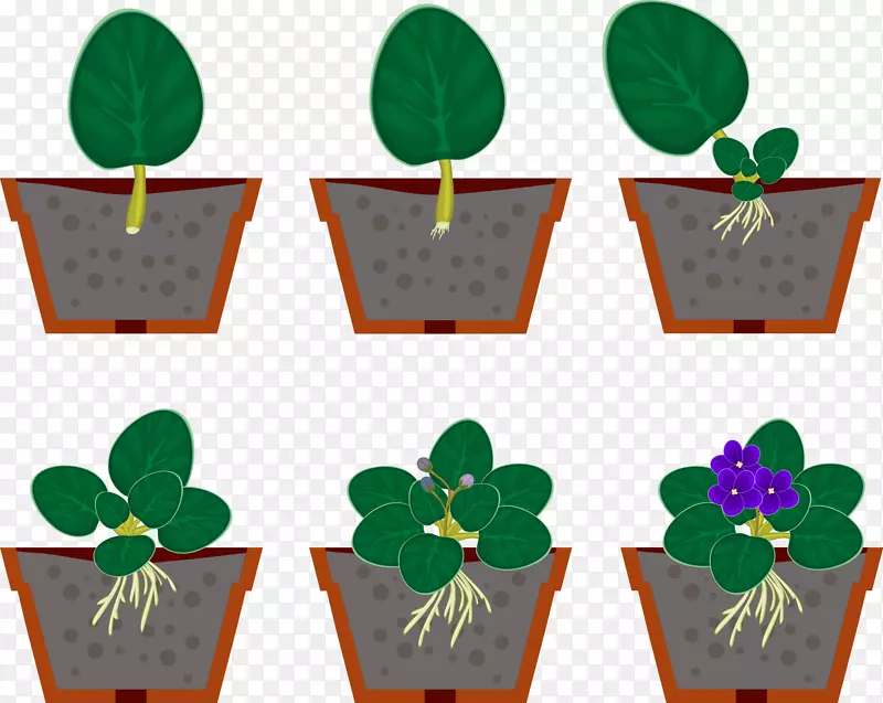 营养繁殖-非洲紫图形室内植物.生殖