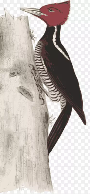 啄木鸟插图图像艺术