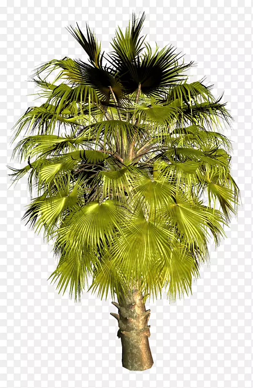 亚洲帕尔米拉棕榈树图片png图片椰子