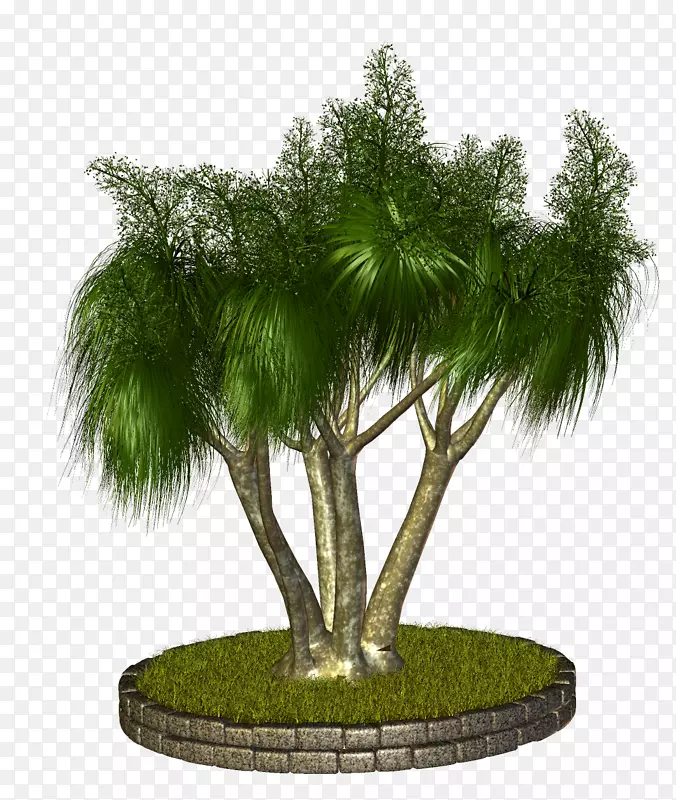 棕榈树亚洲棕榈盆景树