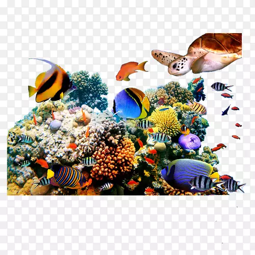 珊瑚礁画壁画海洋生物
