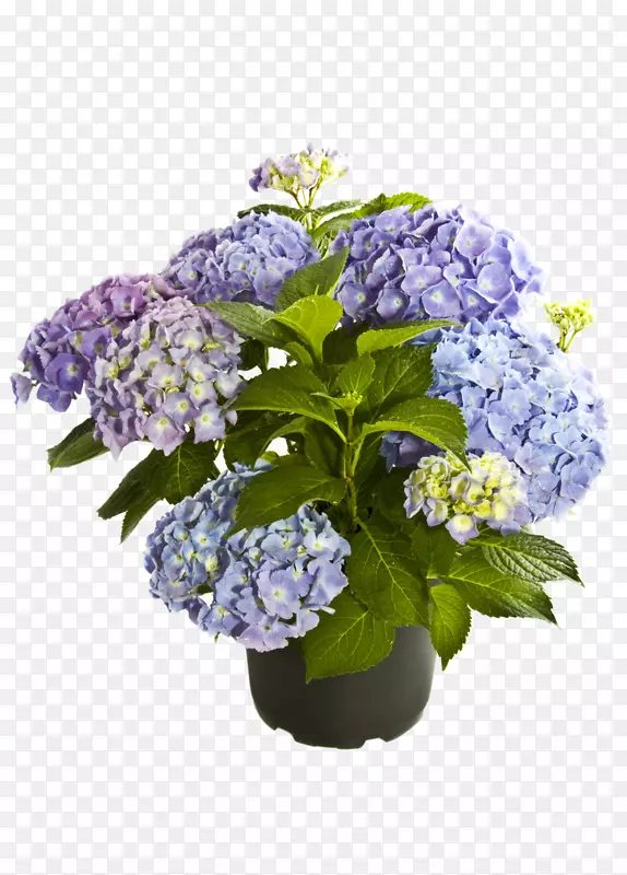 法国绣球花丁香植物紫罗兰花