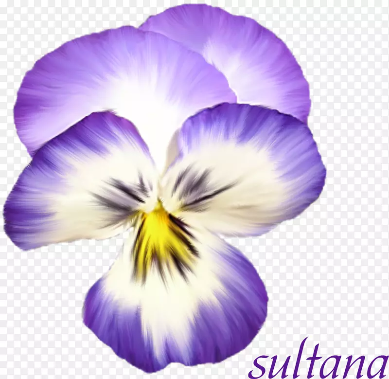 紫蓬西花束png图片.紫罗兰