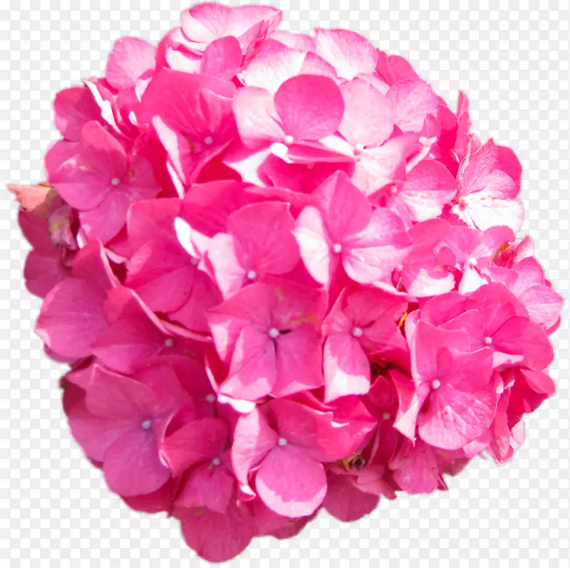 粉红色花法国绣球花png图片花瓣-花