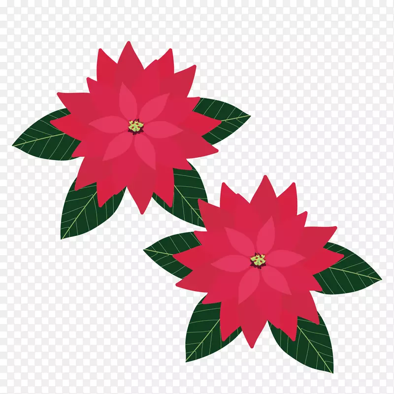 花卉设计圣诞日插图一品红