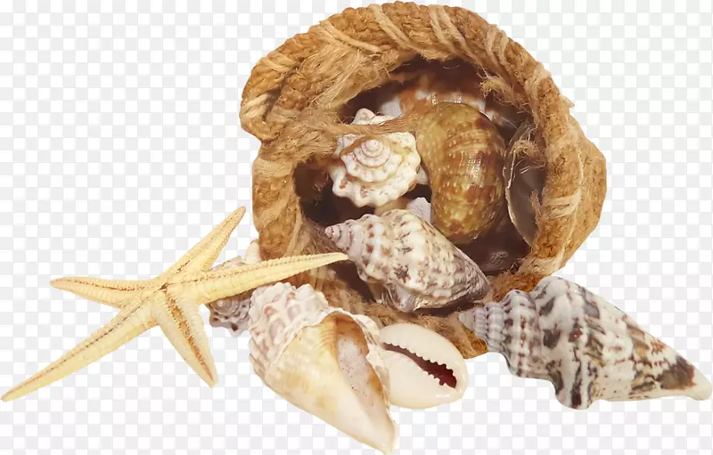 calatagan，Batangaspng图片剪辑艺术psd seashell-seashell