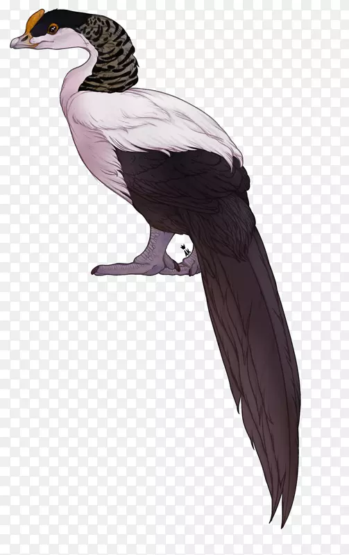 鸭秃鹫动物喙颈鸭