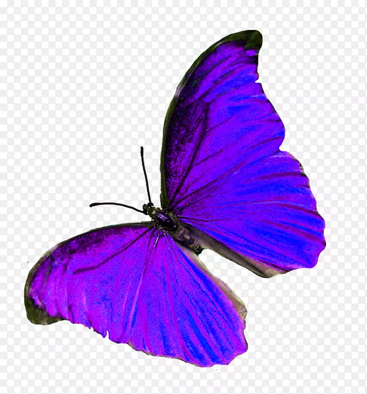 毛茸茸的蝴蝶紫色m。蝴蝶