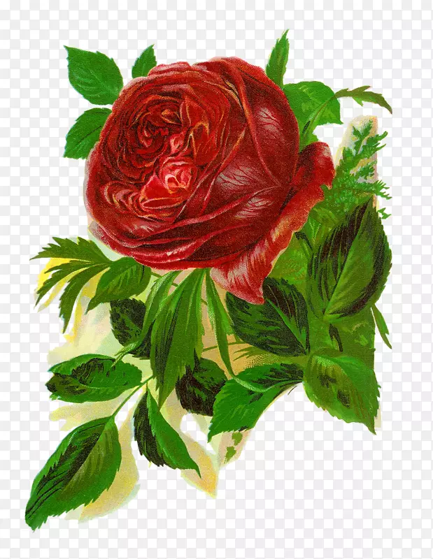 剪贴画玫瑰插图图像-玫瑰