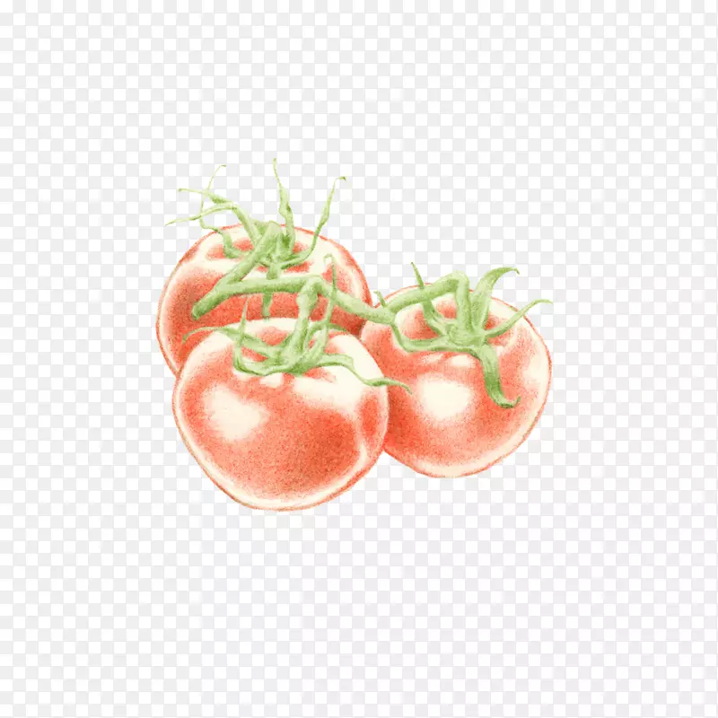 番茄食品插图插画蔬菜-番茄