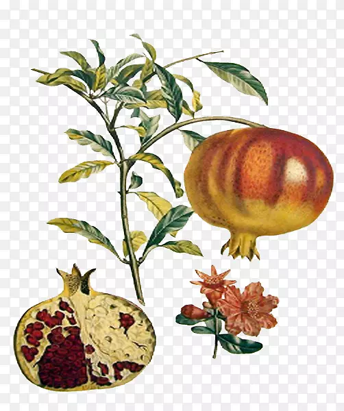石榴果实植物学草莓梨石榴