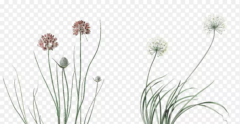 图像摄影png图片设计图形.花卉和植物