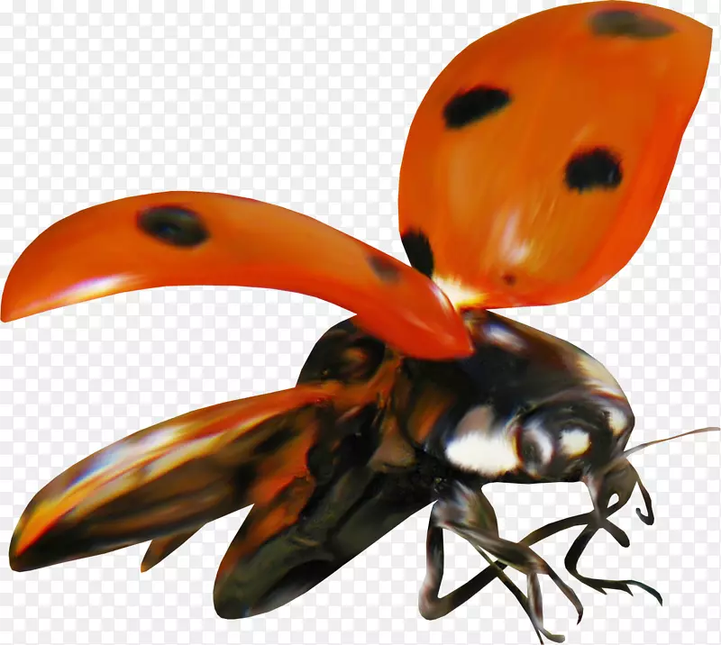 瓢虫夹艺术png图片图像-甲虫
